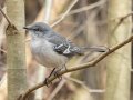 Northern Mockingbird - Dunbar Cave State Park, Clarksville, Montgomery County, Nov 22, 2023
