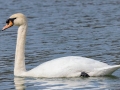 Mute Swan - Dunbar Cave SP, Montgomery County, Clarksville, Tennessee, March 1, 2023