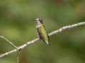 Ruby-throated Hummingbird - Dunbar Cave State Park, Clarksville, Montgomery, Tennessee, Sept 20, 2023