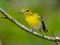 Yellow-throated Vireo - Dunbar Cave State Park, Clarksville US-TN 36.55119, -87.30566, Montgomery, Tennessee, Sept 20, 2023