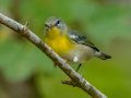 Yellow-throated Vireo - Dunbar Cave State Park, Clarksville US-TN 36.55119, -87.30566, Montgomery, Tennessee, Sept 20, 2023