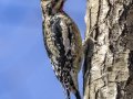 Yellow-bellied Sapsucker - Swan Lake Sports Complex, Montgomery, Tennessee, Nov 23, 2023