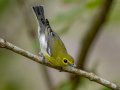Yellow-throated Vireo - Dunbar Cave State Park, Clarksville US-TN 36.55119, -87.30566, Montgomery, Tennessee, Sept 20, 2023