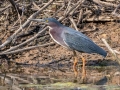Green Heron - Dunbar Cave SP,  Montgomery County, Clarksville, Tennessee, April 26, 2023