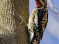 Yellow-bellied Sapsucker - Swan Lake Sports Complex, Montgomery, Tennessee, Nov 23, 2023
