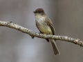 Eastern Phoebe - Dunbar Cave SP, Montgomery County, Clarksville, Tennessee, March 1, 2023