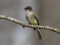 Eastern Phoebe - Dunbar Cave SP, Montgomery County, Clarksville, Tennessee, March 1, 2023