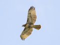 Red-tailed Hawk (borealis) - Dunbar Cave State Park, Clarksville, Montgomery County, Tennessee, Sept 20, 2023