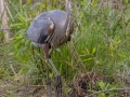 Great Blue Heron - Dunbar Cave SP,  Montgomery County, Clarksville, Tennessee, April 26, 2023