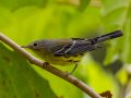 Magnolia Warbler - Swan Lake Sports Complex, Montgomery, Tennessee, Sept 20, 2023