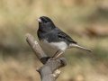 Dark-eyed Junco (Slate-colored) - Swan Lake Sports Complex, Montgomery, Tennessee, Sept 23, 2023