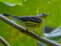 Magnolia Warbler - Swan Lake Sports Complex, Montgomery, Tennessee, Sept 20, 2023
