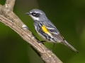 Yellow-rumped Warbler (Myrtle) - Dunbar Cave SP,  Montgomery County, Clarksville, Tennessee, April 26, 2023