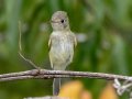 Least Flycatcher - Swan Lake Sports Complex, Montgomery, Tennessee, Sept 20, 2023