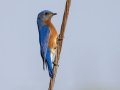 Eastern Bluebird - Dunbar Cave SP,  Montgomery County, Clarksville, Tennessee, April 26, 2023