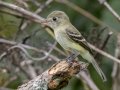 Least Flycatcher - Swan Lake Sports Complex, Montgomery, Tennessee, Sept 20, 2023