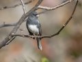 Dark-eyed Junco (Slate-colored) - Swan Lake Sports Complex, Montgomery, Tennessee, Nov 23, 2023