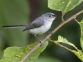 Blue-gray Gnatcatcher -- Cheatham Dam Recreation Area North, Cheatham, Tennessee, Jun 29, 2023