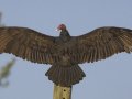 Turkey Vulture - Swan Lake Sports Complex, Montgomery, Tennessee, Nov 23,  2023