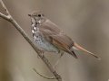 Hermit Thrush - Port Royal SP, Montgomery, Tennessee, Feb 24, 2023