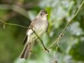 Eastern Wood-Pewee -- Cheatham Dam Recreation Area North, Cheatham, Tennessee, Jun 29, 2023