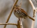 Fox Sparrow (Red) - Port Royal SP, Montgomery, Tennessee, Feb 24, 2023