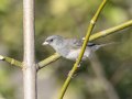 Dark-eyed Junco (Slate-colored) - C. M. Gooch WMA--Unit A, Obion, Tennessee, Jan 15, 2023