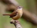 Carolina Wren - Port Royal SP, Montgomery, Tennessee, Feb 24, 2023