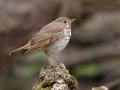 Hermit Thrush - Port Royal SP, Montgomery, Tennessee, Feb 24, 2023