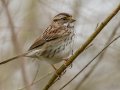 White-throated Sparrow - Port Royal SP, Montgomery, Tennessee, Feb 24, 2023