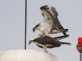 Ospreys -- Cheatham Dam Recreation Area North, Cheatham, Tennessee, Jun 29, 2023