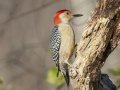 Red-bellied Woodpecker - Swan Lake Sports Complex, Montgomery, Tennessee, Nov 23, 2023