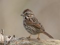 Song Sparrow - Port Royal SP, Montgomery, Tennessee, Feb 24, 2023