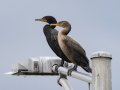 Double-crested Cormorants -- Cheatham Dam Recreation Area North, Cheatham, Tennessee, Jun 29, 2023