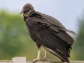 Black Vulture -- Cheatham Dam Recreation Area North, Cheatham, Tennessee, Jun 29, 2023