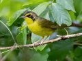 Kentucky Warbler -- Cheatham Dam Recreation Area North, Cheatham, Tennessee, Jun 29, 2023
