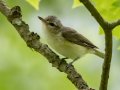 Warbling Vireo -- Cheatham Dam Recreation Area North, Cheatham, Tennessee, Jun 29, 2023