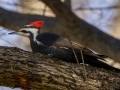 Pileated Woodpecker - Dunbar Cave SP, Montgomery County, Tennessee, Feb 18, 2023
