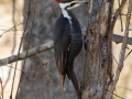 Pileated Woodpecker - Dunbar Cave SP, Montgomery County, Tennessee, Feb 18, 2023