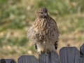 Red-shouldered Hawk - Yard Birds - Clarksville - Montgomery County, Tennessee, November 28, 2023