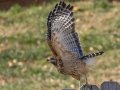Red-shouldered Hawk - Yard Birds - Clarksville - Montgomery County, Tennessee, November 28, 2023