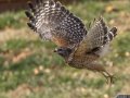 Red-shouldered Hawk - Yard Birds - Clarksville - Montgomery County, Tennessee, November 28, 2023