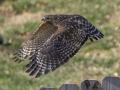 Red-shouldered Hawk - Yard Birds - Clarksville - Montgomery County, Tennessee, November 28, 2023