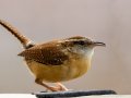 Carolina Wren -1038-1098 Barnhill Rd, Clarksville, Montgomery County, Tennessee, Feb 26, 2023