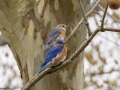 Eastern Bluebirds - Cheatham Dam Recreation Area North, Cheatham County, Tennessee, Feb 20, 2023