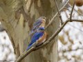 Eastern Bluebirds - Cheatham Dam Recreation Area North, Cheatham County, Tennessee, Feb 20, 2023