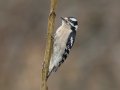 Downy Woodpecker - Yard Birds - Montgomery County, Clarksville, TN, Feb 26, 2023