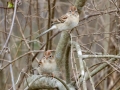Field Sparrows - Cheatham Dam Recreation Area North, Cheatham County, Tennessee, Feb 20, 2023