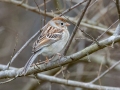 Field Sparrow - Cheatham Dam Recreation Area North, Cheatham County, Tennessee, Feb 20, 2023