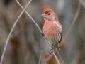 House Finch - Cheatham Dam Recreation Area North, Cheatham, Tennessee, Feb 20, 2023
